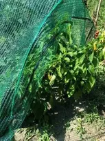 Emin Darzam Nortene Tinklas augalų apsaugai nuo saulės, žalios sp., 3,6 x 10 m