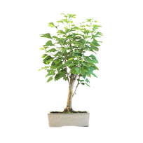 Japoniškas Dviskiautis ginkmedis P22
