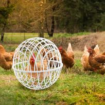 Judinami vištidės narvai laukui, 3 vnt. Vištidės gaubliai, naminiai paukštidės buveinės reikmenys, daržovių apsaugai, būstui, ganyklai 20CM 3 pieces