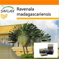 SAFLAX Sodas maiše – Keliautojų medis – 8 sėklos – Su substratu tinkančiame stovimame maiše – Ravenala madagascariensis