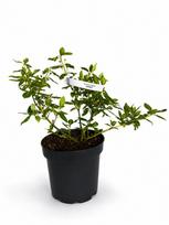 Dekoratyvinis krūmas, fortūno ožekšnis "Sunspot", vazonas 1,5 l.