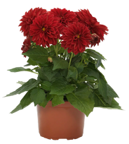 Lauko augalas jurginas, Ø 12, lot. DAHLIA