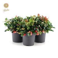 Vazoninis augalas bruknuolė, Ø 12, 25 cm, lot. GAULTHERIA