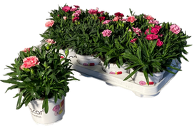 Lauko augalas gvazdikas, Ø 12, lot. DIANTHUS