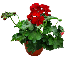 Kabantis lauko augalas pelargonija, Ǿ 15, 25 cm, lot. PELARGONIUM CUMBANITA