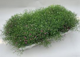 Lauko augalas guboja, daugiametis, Ø 13, 20 cm, lot. GYPSOPHILA