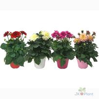 Lauko augalas jurginas, stambiažiedis, Ø 17, 30 cm, lot. Dahlia