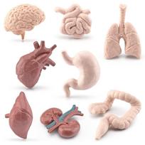 Simulated Human Organ Model Brain Heart Lung Liver Stomach Intestine Kidney Muscle Science Educational Toy for Kids Gifts