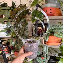 Acrylic Trellis 2 Pieces Small Climbing Plant Stand Clear Houseplant Stakes Climbing Flower Stem Support Acrylic Plant Trellis L