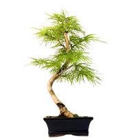 Pseudolarix Bonsai (Auksinis maumedis) P15