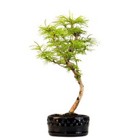 Pseudolarix Bonsai (Auksinis maumedis) P12