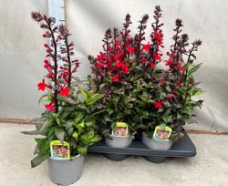 Lauko augalas lobelija, Ø 13, 20 cm, lot. LOBELIA SPECIOSA