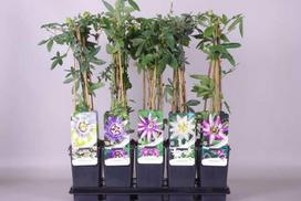 Lauko augalas pasiflora, Ø 12, 50 cm, lot. Passiflora
