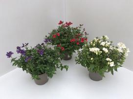 Lauko augalas Nemezija, Ø 11, 25 cm, lot. Nemesia