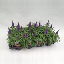 Lauko augalas veronika, daugiametis, Ø 12, 30 cm, lot. Veronica mix