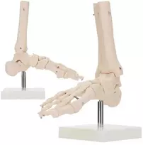 4Fizjo Čiurnos sąnario anatominis modelis masteliu 1:1
