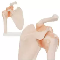 4Fizjo Peties sąnario su raiščiais anatominis modelis 1:1 masteliu