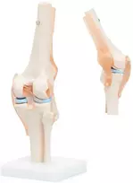 4Fizjo Kelio sąnario anatominis modelis