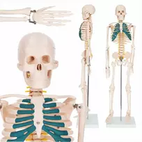 4Fizjo Žmogaus skeleto modelis, anatominis skeletas su nervais, 85 cm edukacinis skeletas anatomijos studijoms, medicinos mokymo priemonė