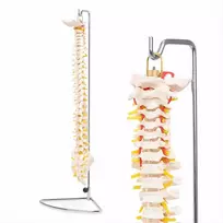 4Fizjo Žmogaus stuburo modelis, natūralaus dydžio anatominis stuburas, mokomasis skeletas anatomijos studijoms, medicinos mokymo priemonė