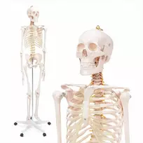 4Fizjo Žmogaus skeleto modelis, natūralaus dydžio anatomijos skeletas, 180 cm edukacinis skeletas, realistiškas žmogaus skeletas anatomijos studijoms
