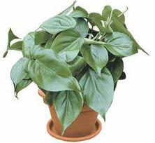 Vazoninis augalas filodendras, Ø 24, 120 cm, lot. PHILODENDRON