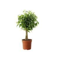 Vazoninis augalas bonsas, stikliniam vazone su buda, Ø 20, 30 cm, lot. Bonsai mix