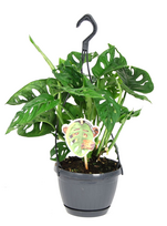 Vazoninis augalas monstera, Ø 15, 40 cm, su vazonu, lot. MONSTERA OBLIQUA MONKEY LEAF