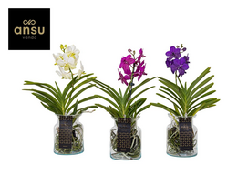Vazoninis augalas falenopsis, Ø 18, 45 cm, su vazonu, lot. PHALAENOPSIS, 4 stiebai