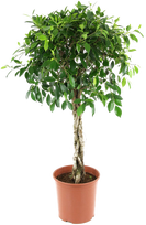 Vazoninis augalas fikusas, Ø 24, 110 cm, lot. FICUS BE DANIELLE STEM