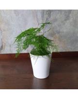 Vazoninis augalas smidras, Ø 15, 40 cm, lot. Asparagus officinalis Gijnlim