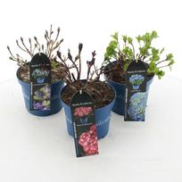 Lauko augalas didžialapė hortenzija, Ø 23, 45 cm, lot. Hydrangea mac Ave/Curly wurly Pink