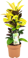 Vazoninis augalas anturis, Ø 17, 60 cm, lot. Anthurium Andreanum Red Champion