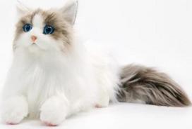 Pliušinis žaislas katė Mielos katės dekoracijos Realistinis Ragdoll žaislas Pūkuotas ir minkštas pliušinis žaislas Pliušiniai gyvūnai Pliušinis žaislas Katės dovanos berniukams ir mergaitėms (25 x 18 cm, standartinis)