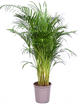 Lauko augalas nykštukinis Himalajų kedras, Ø 19, 45 cm, lot. Cedrus deodara Golden Horizon