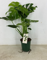 Vazoninis augalas monstera, Ø19, 70 - 80 cm, lot. MONSTERA DELICIOSA