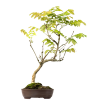 Japoniška Visterija Floribunda (Wisteria Floribunda) P25