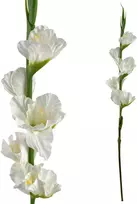 Mondex Since 1986 VIRIDIS Dirbtinė gėlė Kardelis 85cm baltas gumuotas