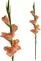 Mondex Since 1986 VIRIDIS Dirbtinė gėlė Kardelis 85cm gumuota