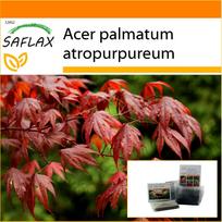 SAFLAX Sodas maiše – Raudonasis japoniškas klevas – 20 sėklų – Su substratu tinkamame stovimame maišelyje – Acer palmatum