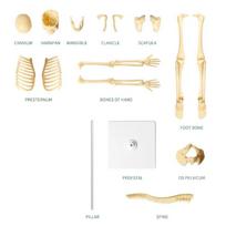 DIY Bone Model Assembly Human Body Model Joints Of Human Organ Model  Teaching Tools 1 set