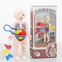 Mannequin Human Anatomy Model Body Puzzle 3D Body Puzzle STEM Toys  Early Childhood A