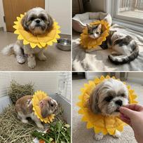Sunflower Shaped et Recovery Collar Adjustable Fit Anti-Lick Neck Ring  Skin Irritation Relief S