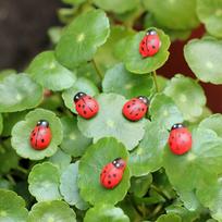 Pasakų lėlių namelio sodo dekoro ornamentas mini 10 vnt. Ladybird Red Beetle Ladybug 1