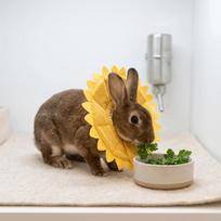 Sunflower Shaped et Recovery Collar Adjustable Fit Anti-Lick Neck Ring  Daily Wound Care S