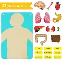 Model Parts Human Body Felt for Kid Teaching Body Felt Board Stories Sensory Activitie Toy Preschool Teaching Story Travel Board