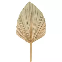 Jaukeja Džiovintas lapas (banano)