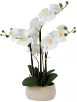Home4You Balta orchidėja IN GARDEN, H55cm