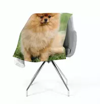 Pledas Rudas Pomeranijos šuo