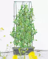 Vazonas su atrama agurkams CUCU GROW BOX, 60x30x178 cm